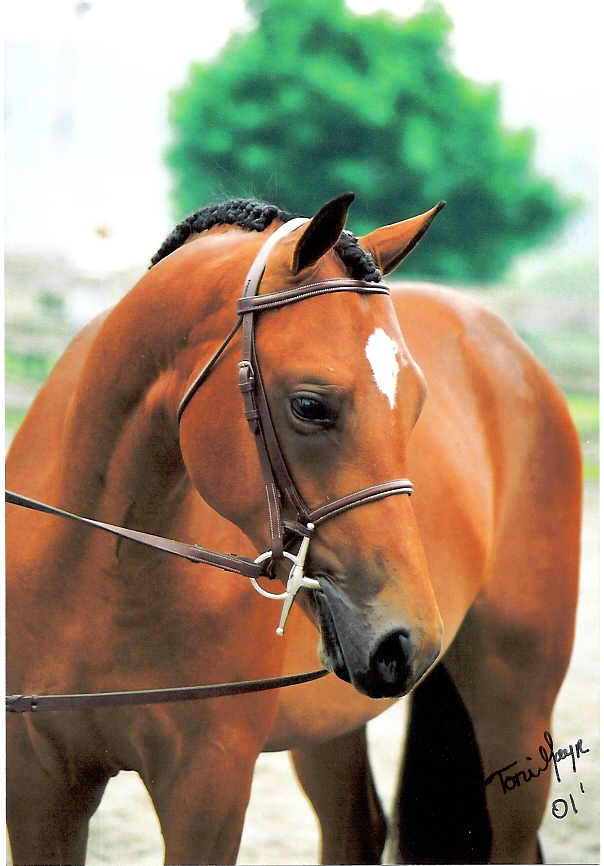 foxmorfitzwilliam.jpg
